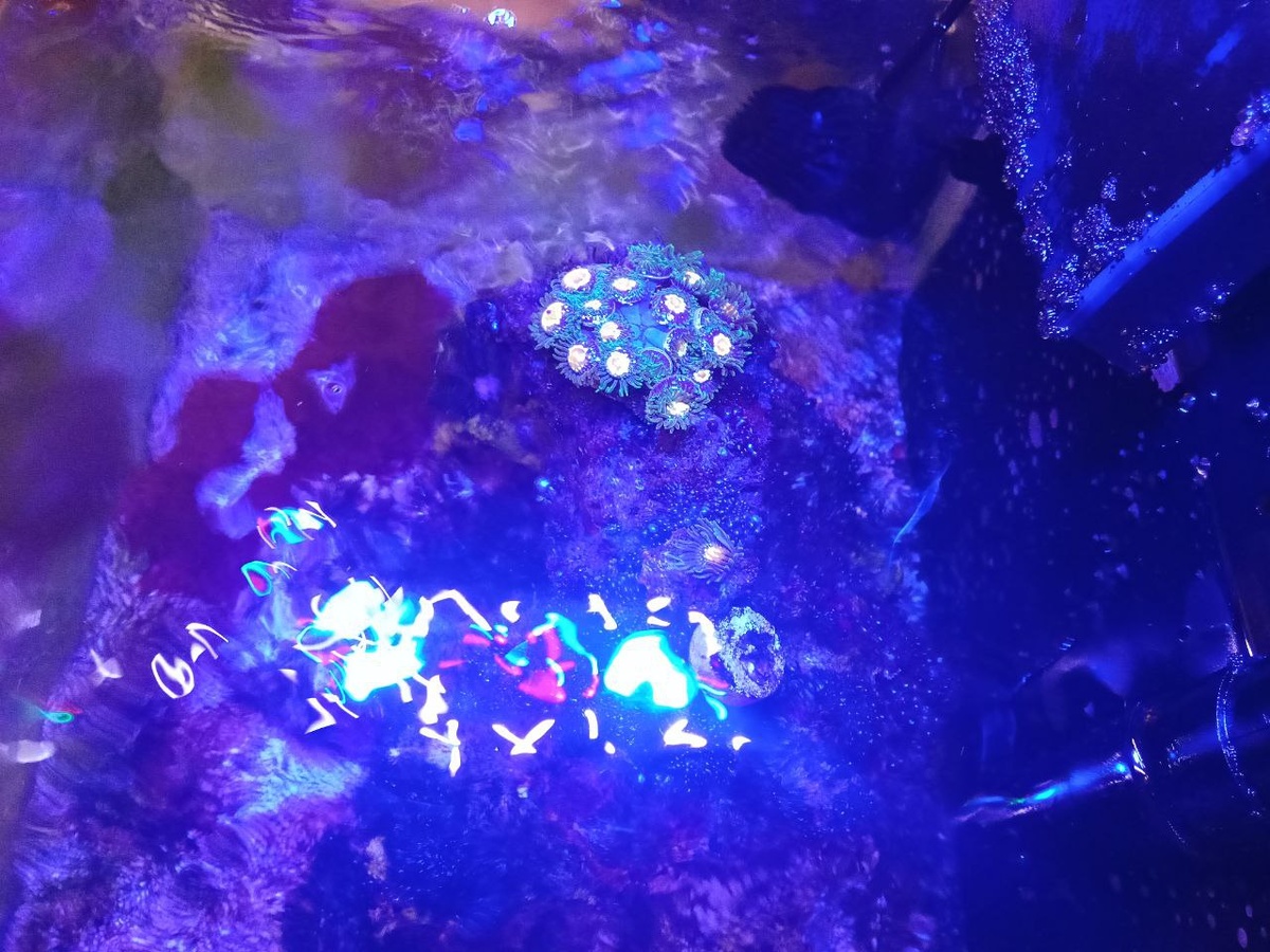 Морской риф.