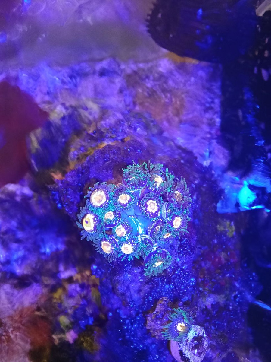 Морской аквариум.