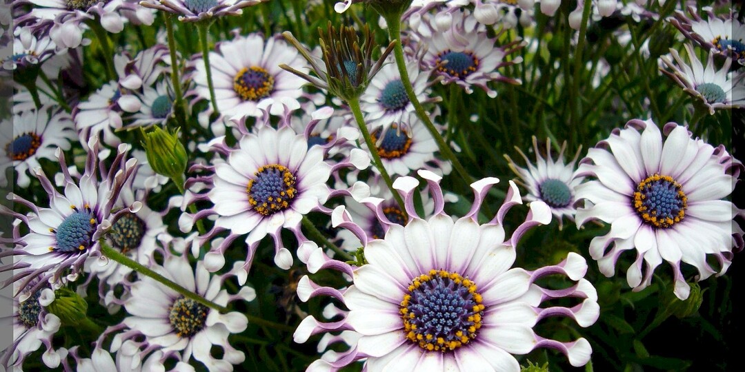 Почти ромашка: три десятка очаровательных садовых цветов похожих на ромашки