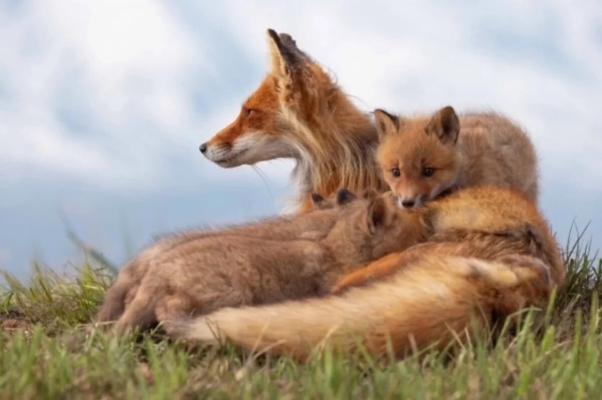    Сергей Безруков поделился мнением об «Огненном лисе», снятом на Камчатке