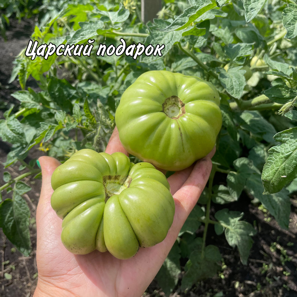 Фото автора.