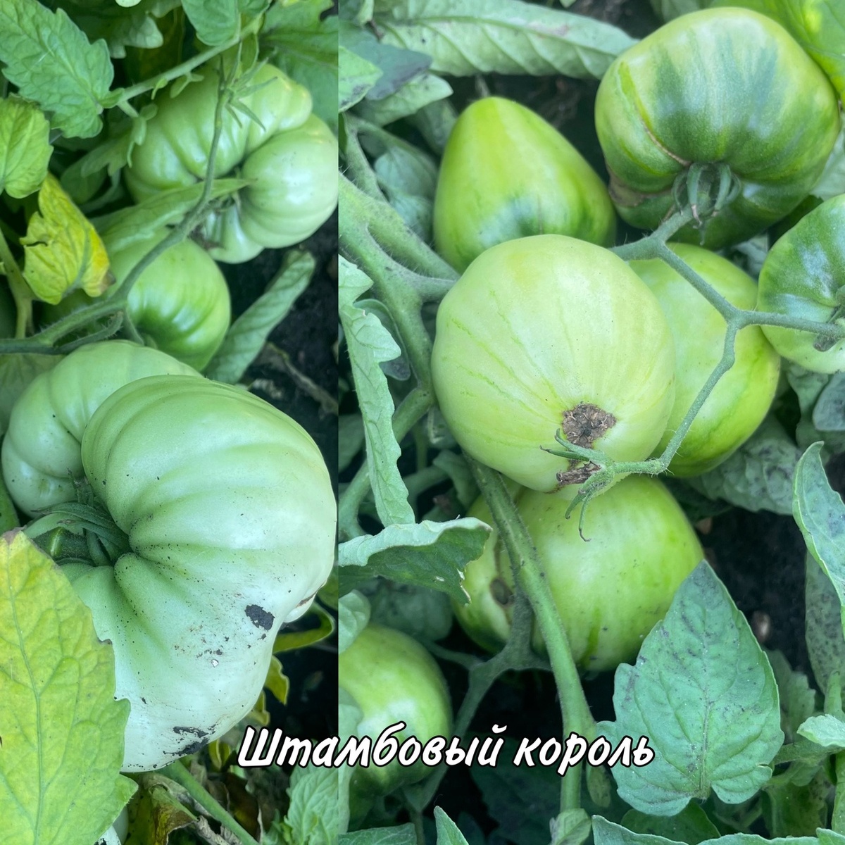 Фото автора.