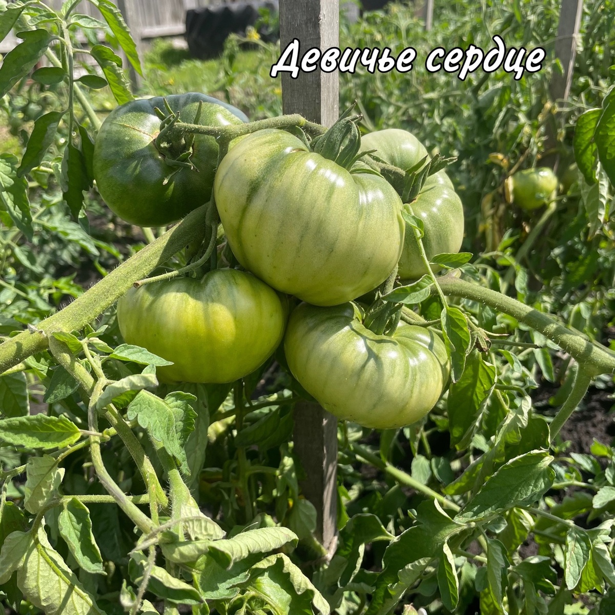 Фото автора.