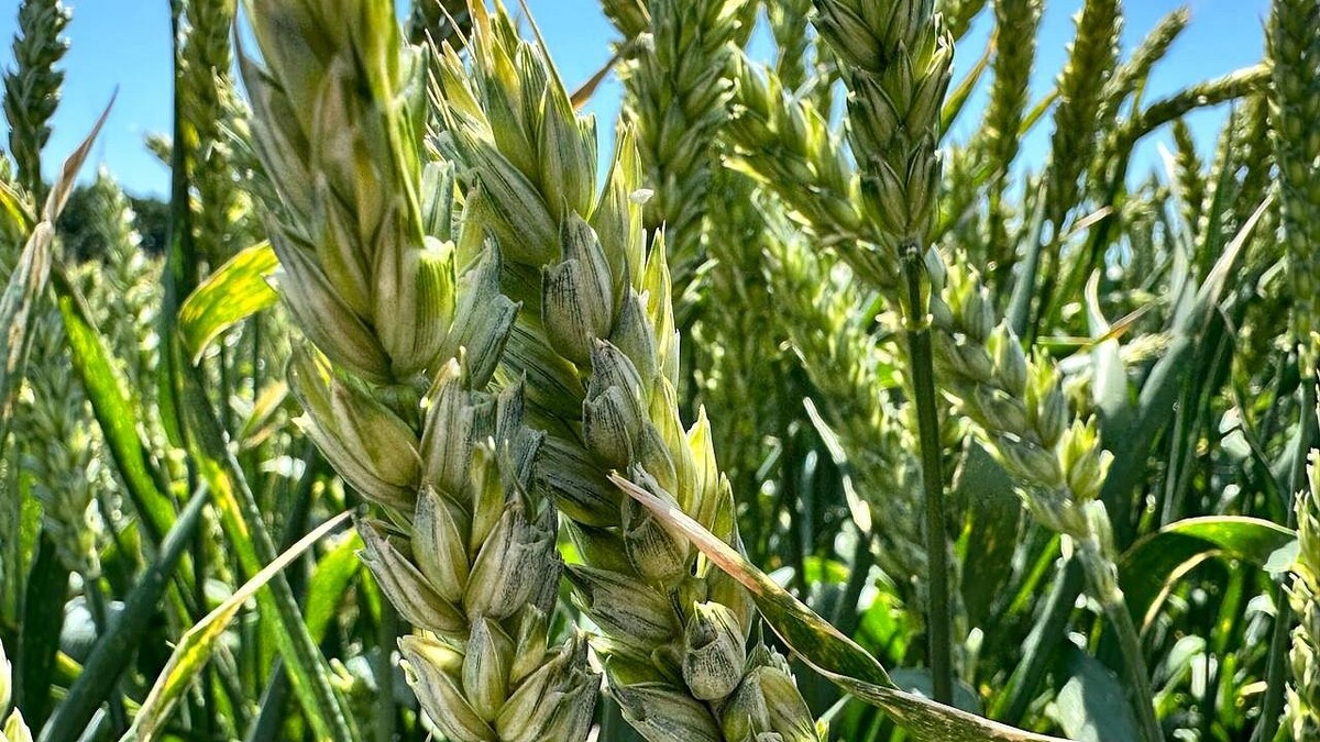    Фото: телеканал «Краснодар»