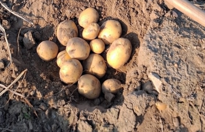 Сорта картошки: жары и засухи не боятся - новые, модные, урожайные. Нашла 3 жаростойких сорта: их советуют специалисты