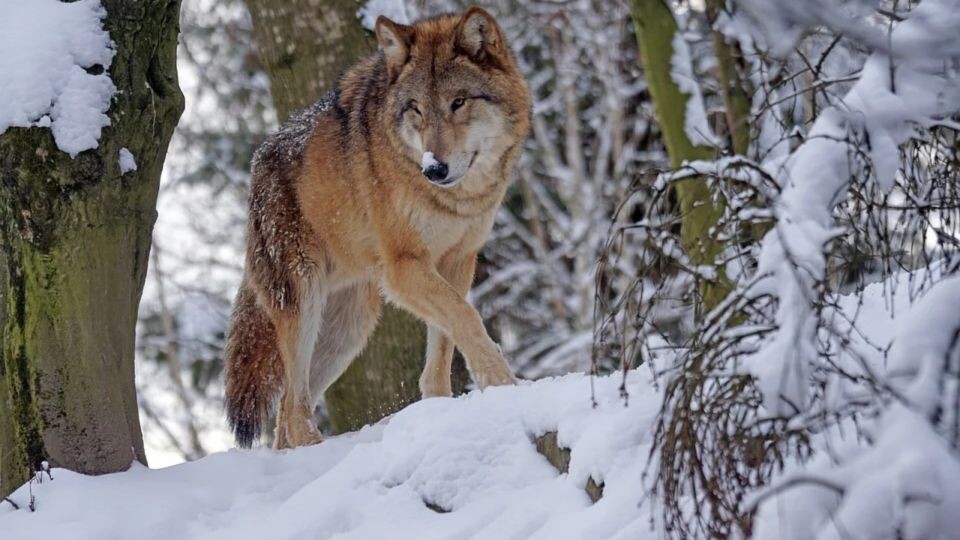    Волк. Источник: Фото: pixabay.com