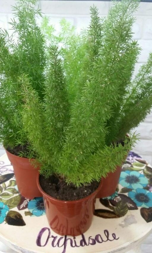 Источник фото https://63pokupki.ru/item/359f1ffb1a0aafd639adc55fb1ab8d29/asparagus-meieri