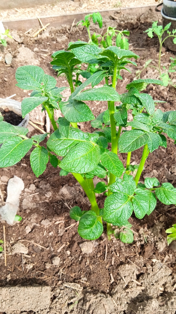 Картофель в теплице