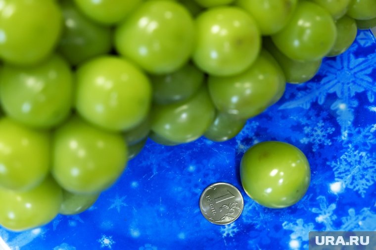 Сорт поражает своими размерами. Фото: Руслан Яроцкий © URA.RU