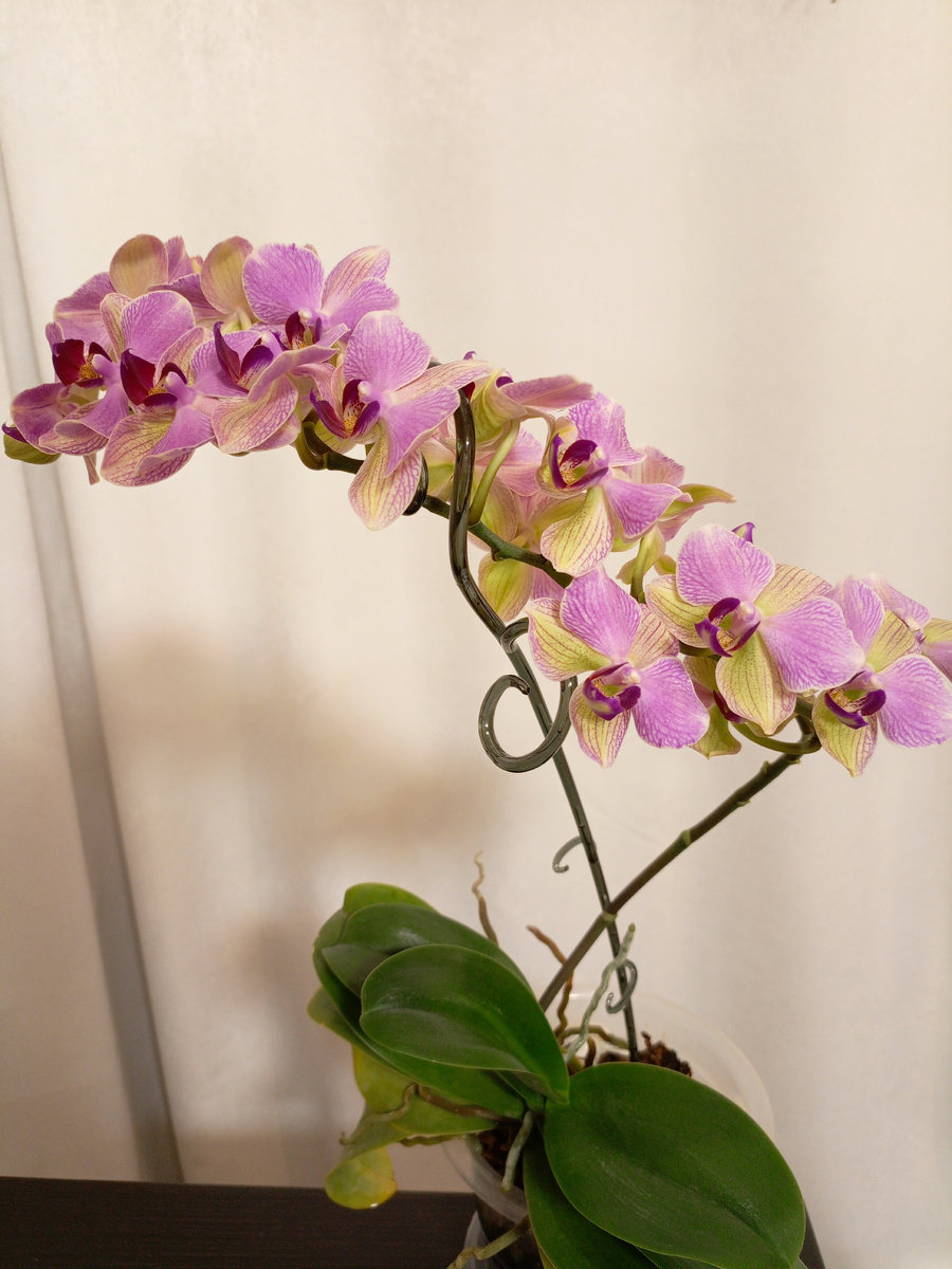 Очень щедрое цветение, насчитала 23 цветка и 3 бутона