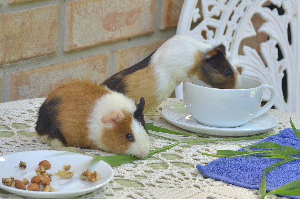 Тут свинятам шесть-семь недель, и они немного похожи на крысят, а не на респектабельных морских свинок; Пигорь заглядывает в чашку, Гоша жуёт траву