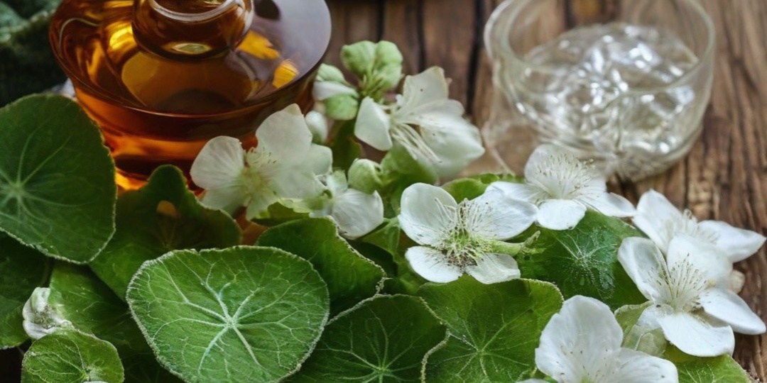 Центелла азиатская в косметике: зачем она нужна и как работает?