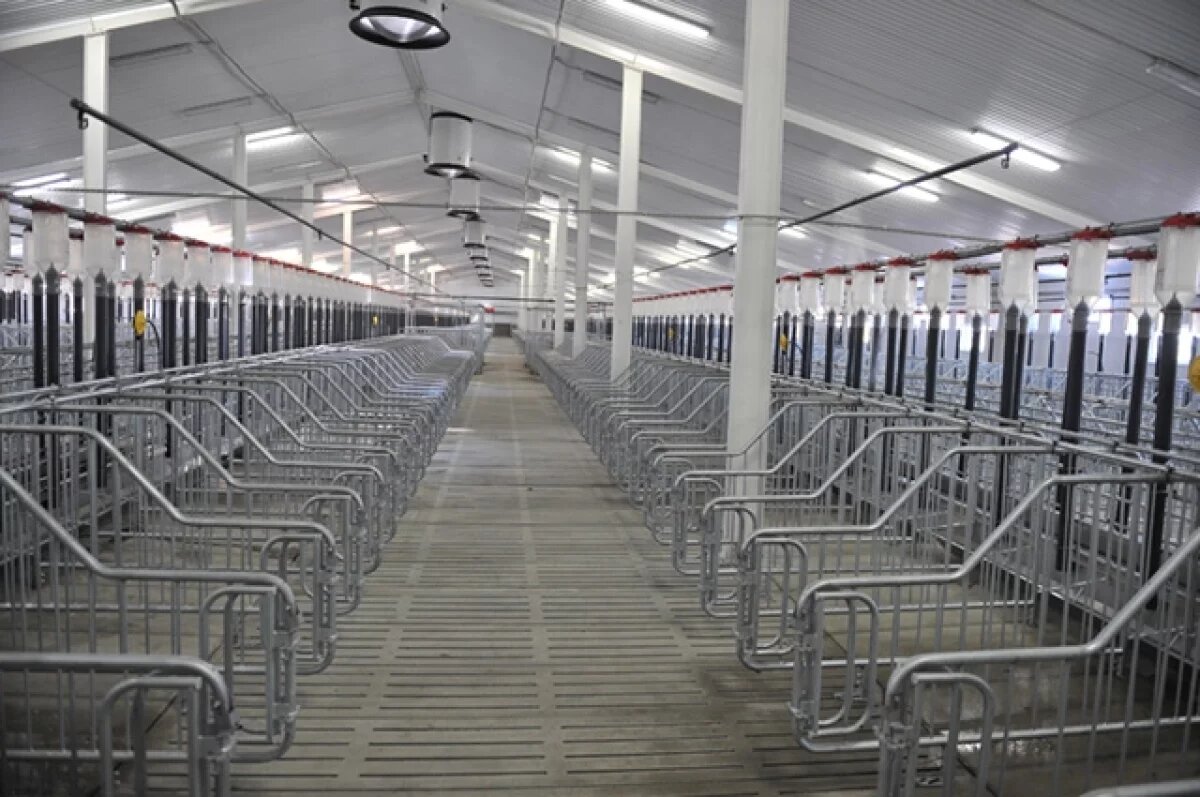    Женщина пряталась на свинокомплексе в Перми из-за долга в 1,7 млн рублей