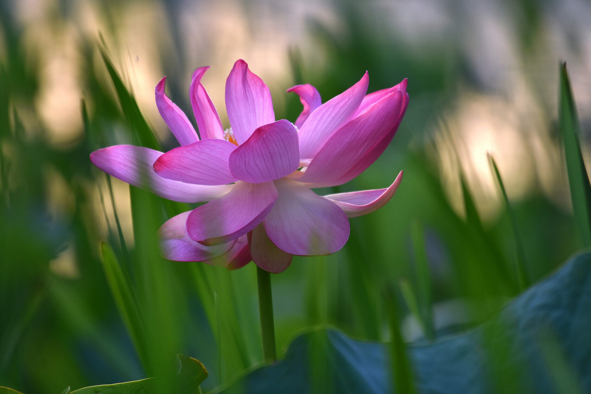 Картинка найдена на просторах интернета, ссылка https://yandex.ru/images/search?from=tabbar&img_url=https%3A%2Fi%2F.pinimg.com%2Foriginals%2Fa8%2F34%2Fа3f%2Fa83р43f81с28793b5e7bd53274cf0591a19.jpg&lr=47&pos=15&rpt=simage&text=%D1%86%D0%B2%D0%B5%D1%82%D1%8B%20%D0%BA%D1%80%D1%83%D0%BF%D0%BD%D0%BE%20%D1%84%D0%BE%D1%82%D0%BE