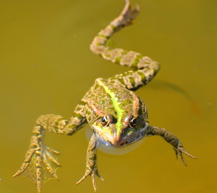 Теперь очевидно, что польза, приносимая лягушками и жабами, весьма значительна. Посему следует не только воздерживаться от причинения им вреда, но и всячески оберегать их. Ведь у лягушек в природе и без нашего вмешательства множество врагов.