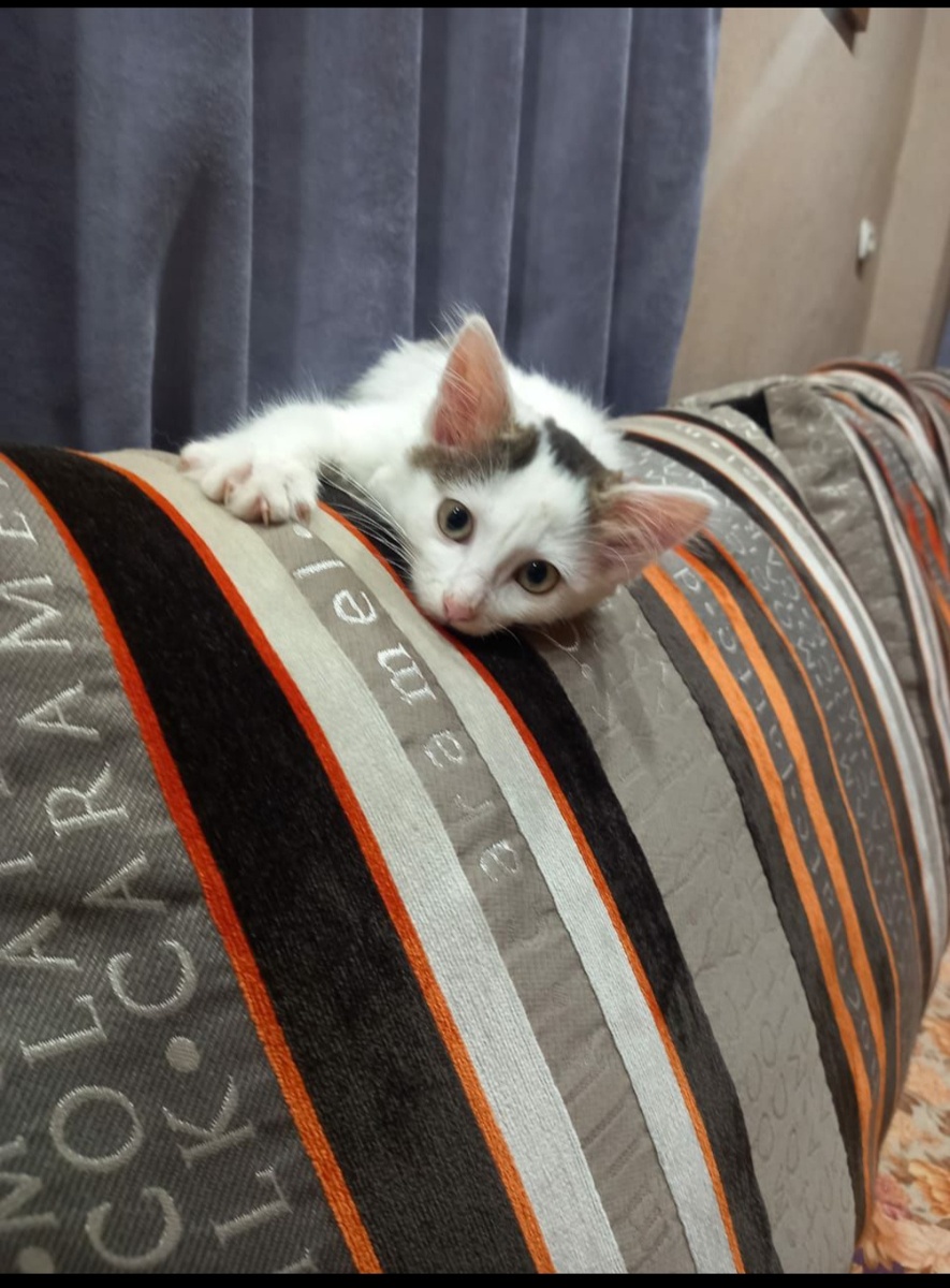 Это был "Зефир "