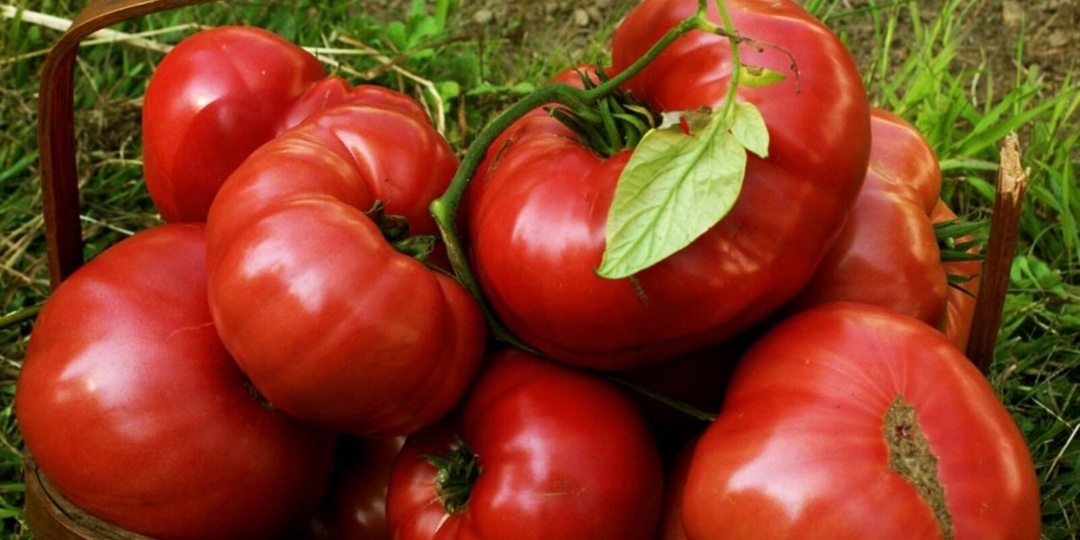 "Уже не терпится посеять": показываю, какие шикарные сорта Томатов я выбрала для выращивания в этом году