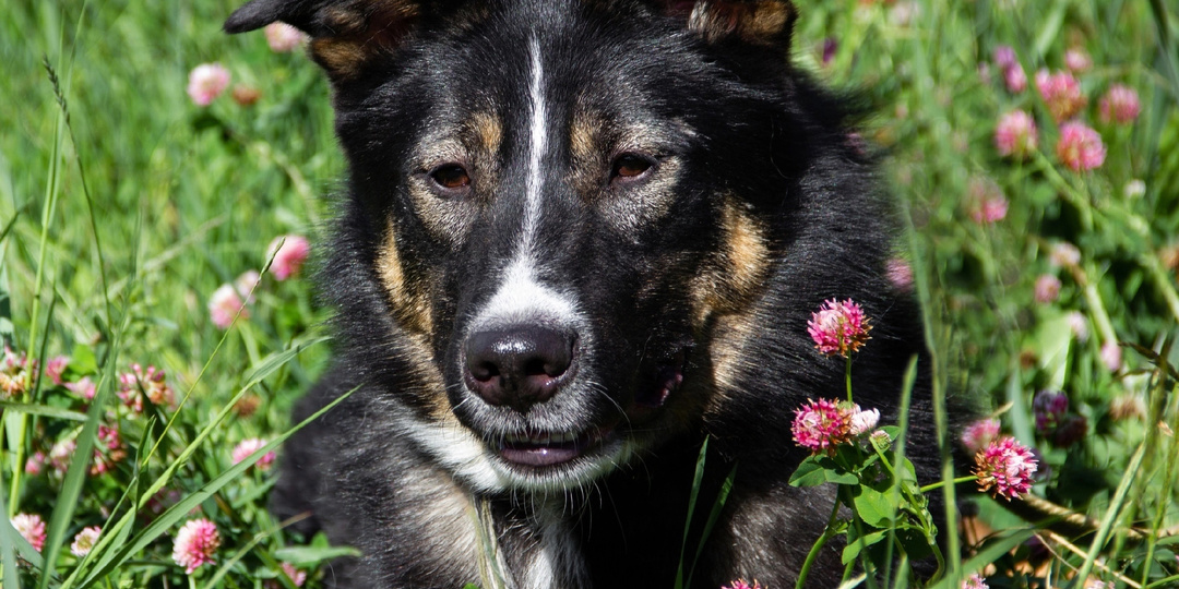 Нортон в поисках дома