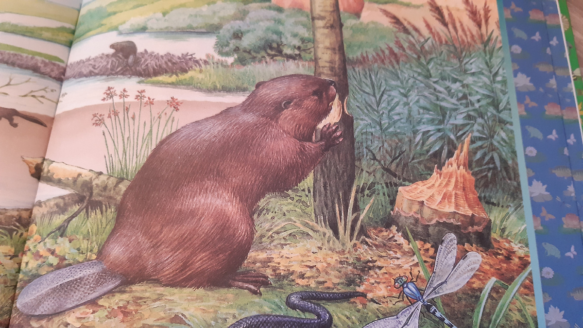 Бобёр из моей книги, правда не за столом, а в естественных условиях обитания.