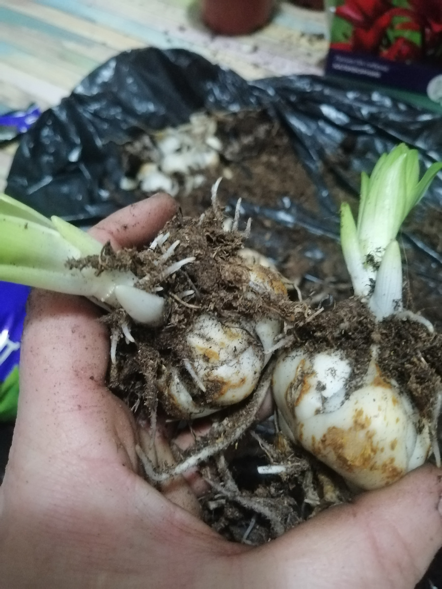 Все луковицы лилии были в таком состоянии