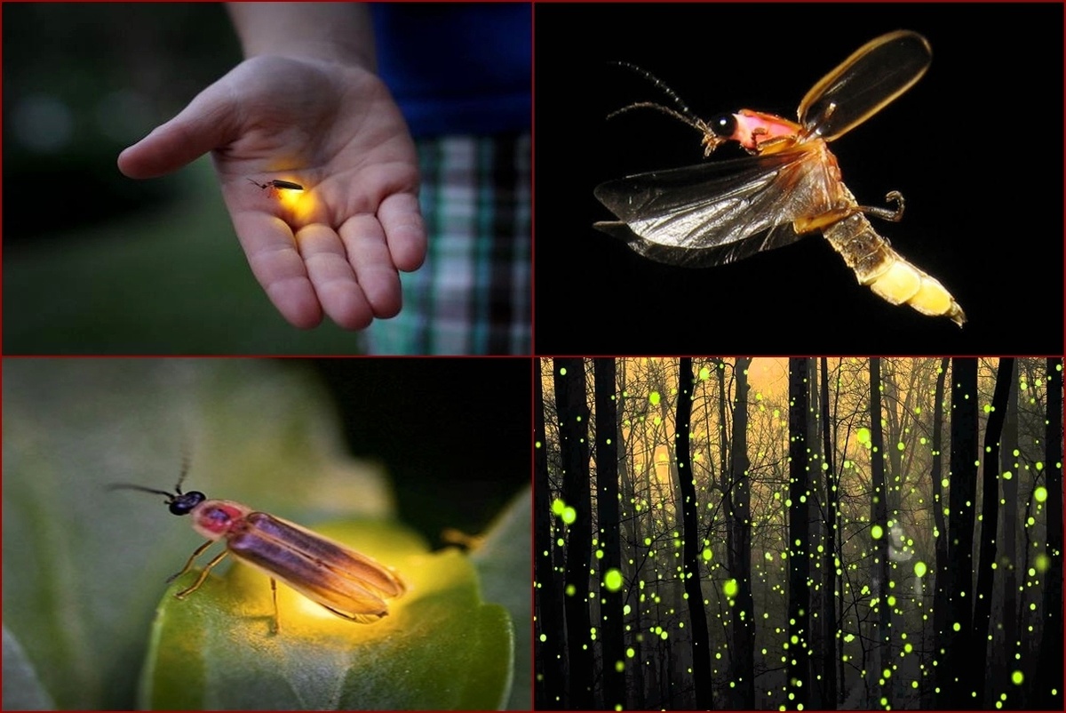 Да да, те самые светлячки 