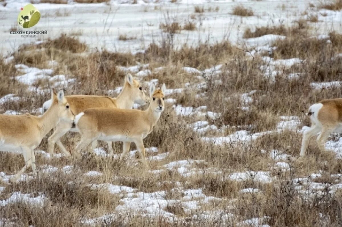    Дзерены попали на ж/д пути через сломанное ограждение в Забайкалье