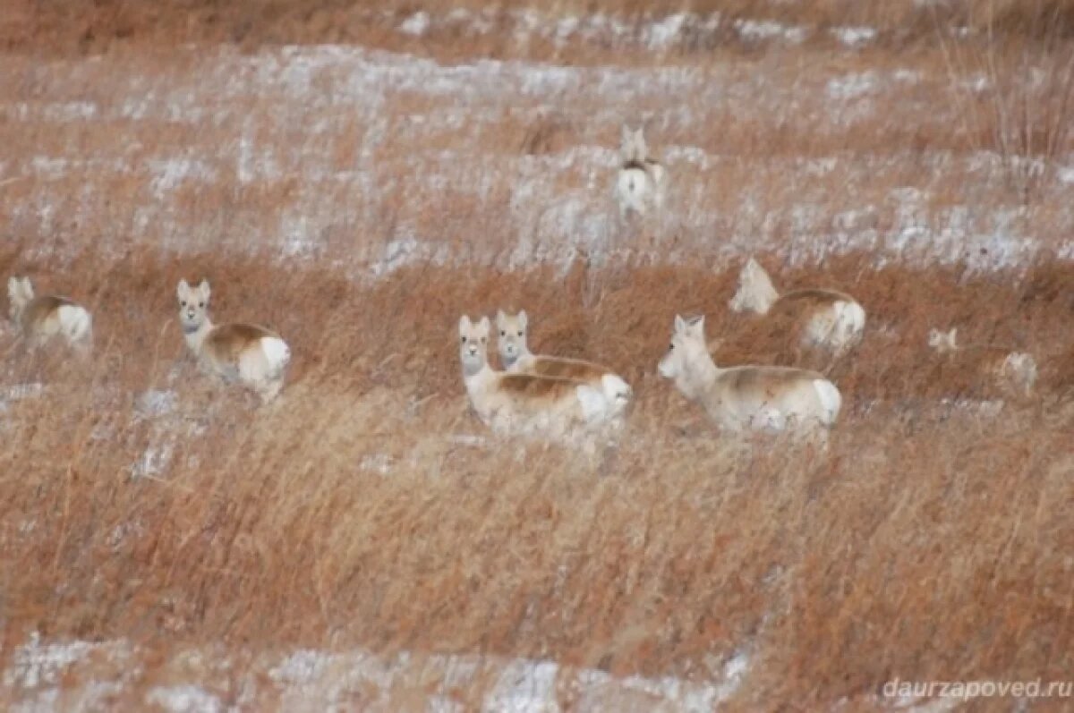    Предупреждающие знаки и экодуки сделают в Забайкалье из-за сбитых дзеренов
