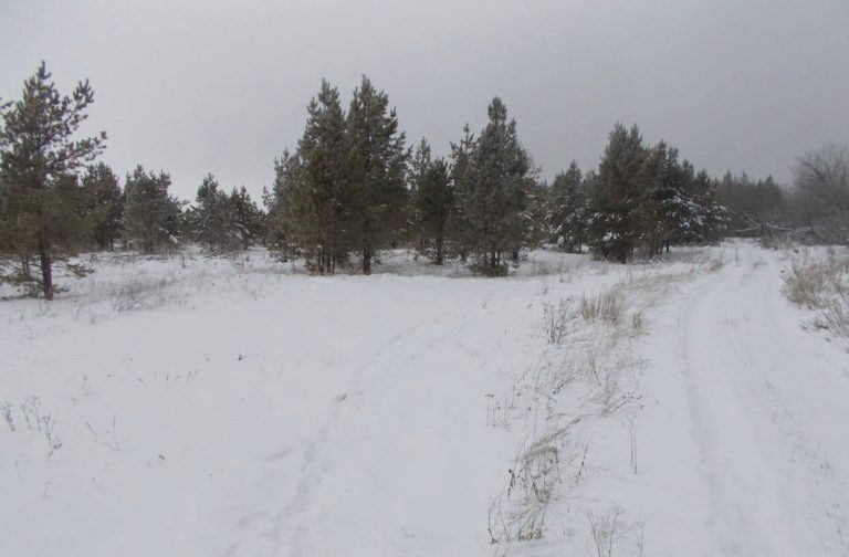    В лесах Оренбуржья утвердили около 600 патрульных маршрутов Оренбуржье