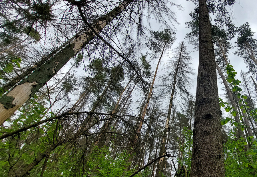     В лесополосе вокруг озера Богуши вырубили целые поляны деревьев, а местные не понимают почему