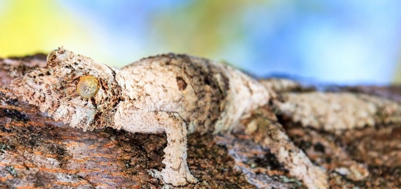 Листохвостый геккон