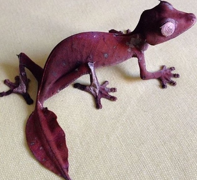 Листохвостый геккон бордового окраса