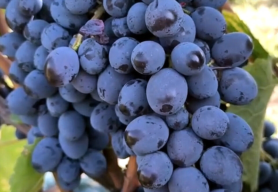 Кишмиш Юпитер