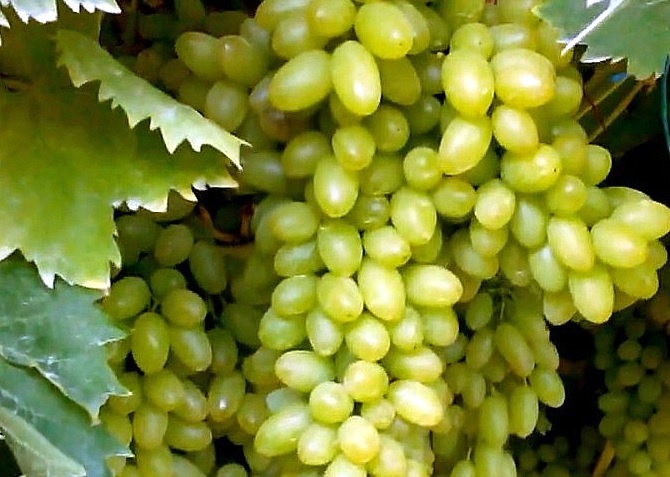 Кишмиш Столетие