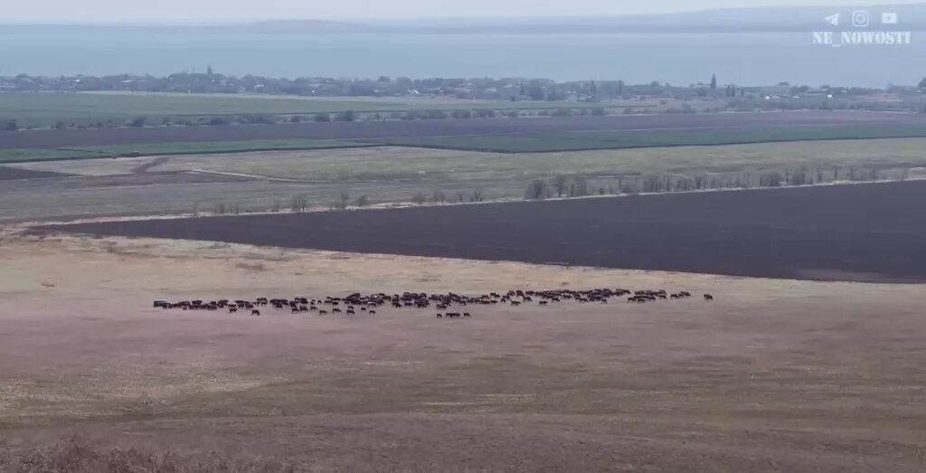 Стадо на склоне охраняемой государством горы.