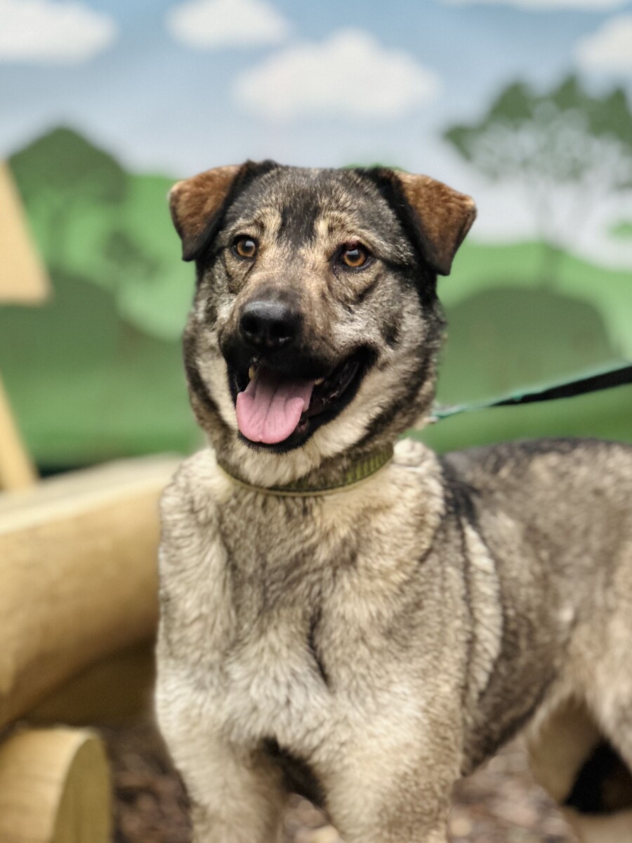 Лейла. Приют Пушистый друг ТИНАО Москва вблизи ТБО Малинки