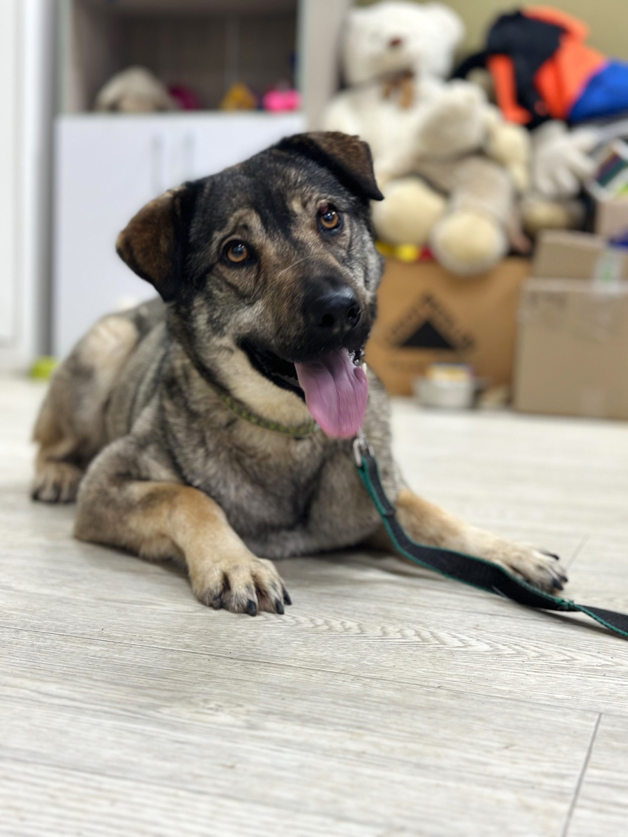 Жизнерадостная, активная, контактная