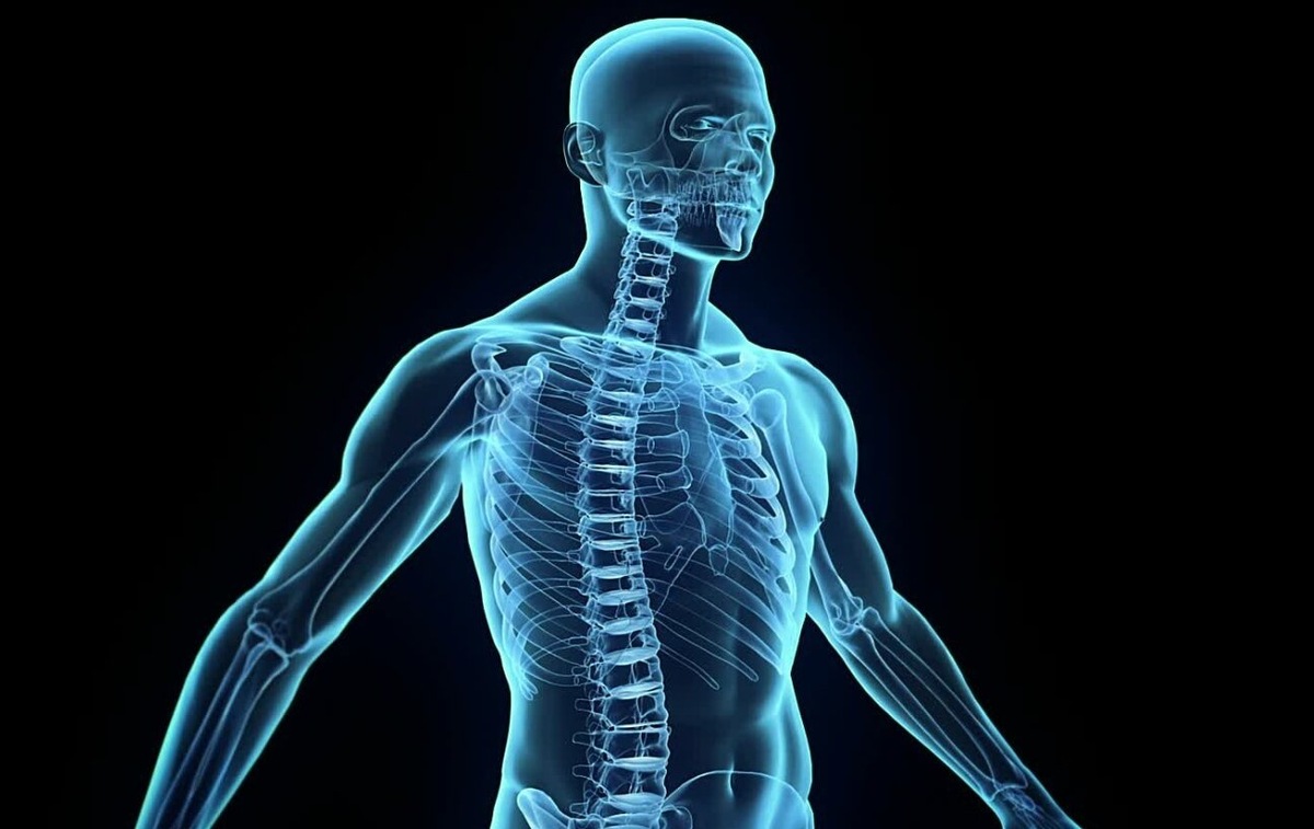    Клетки печени и кожи восстанавливаются быстро, а нейроны — медленно или почти не восстанавливаются. Источник изображения: Science Alert