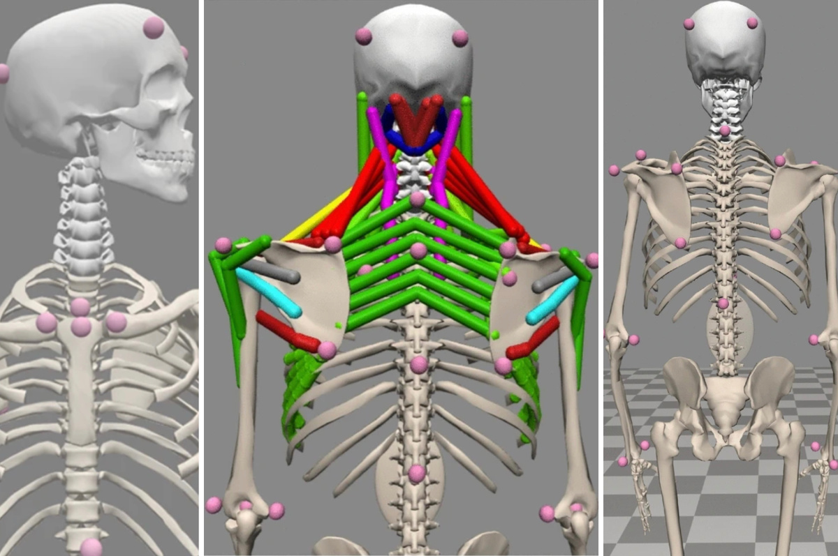 Модель с мышцами и костями, вид спереди. Розовыми шариками обозначены маркеры, положение которых отслеживалось при движениях испытуемого. Источник: Юрий Василевский
