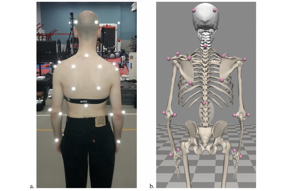 (a) Расположение экспериментальных маркеров на спине испытуемого. (b) Расположение маркеров модели. Источник: Yurova et al / Scientific Reports, 2024