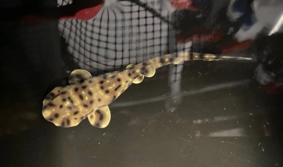    Акулёнок Йоко вылупился из яйца в аквариуме без самцов / Источник: ©Morgan Nix