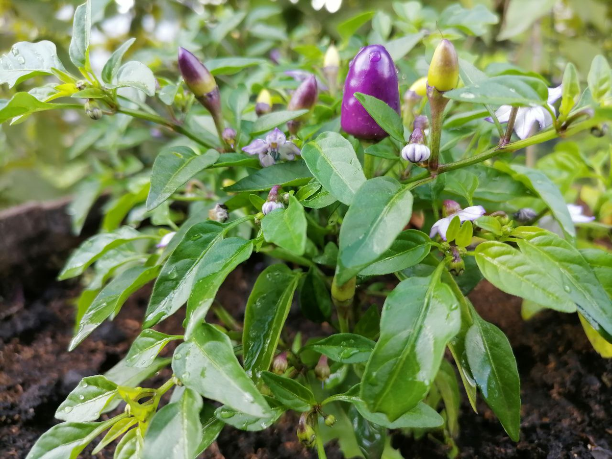 Перец Мексиканец, фото автора