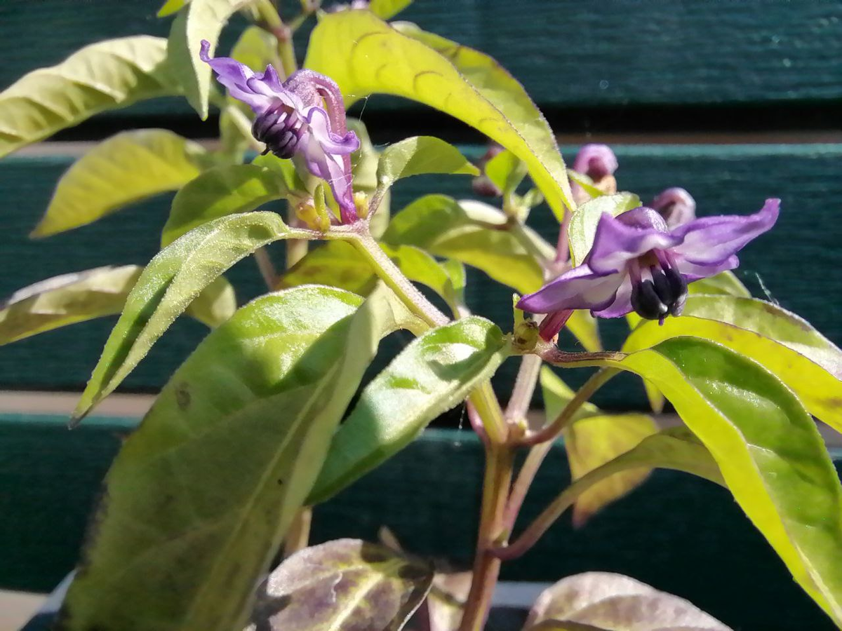 Мексиканец из семян в свое первое лето, фото автора