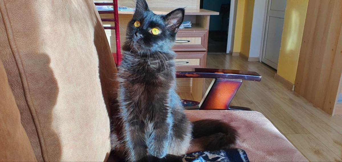 Это Мурчик - молодой кот, его вес (пока) 6 кг, он совершенно чёрный с ярко жёлтыми глазами. С него всё и началось. Взяли мы его, как бычного котёнка и ни чего нм не подсказывало о его породе, но теперь он Хозяин.