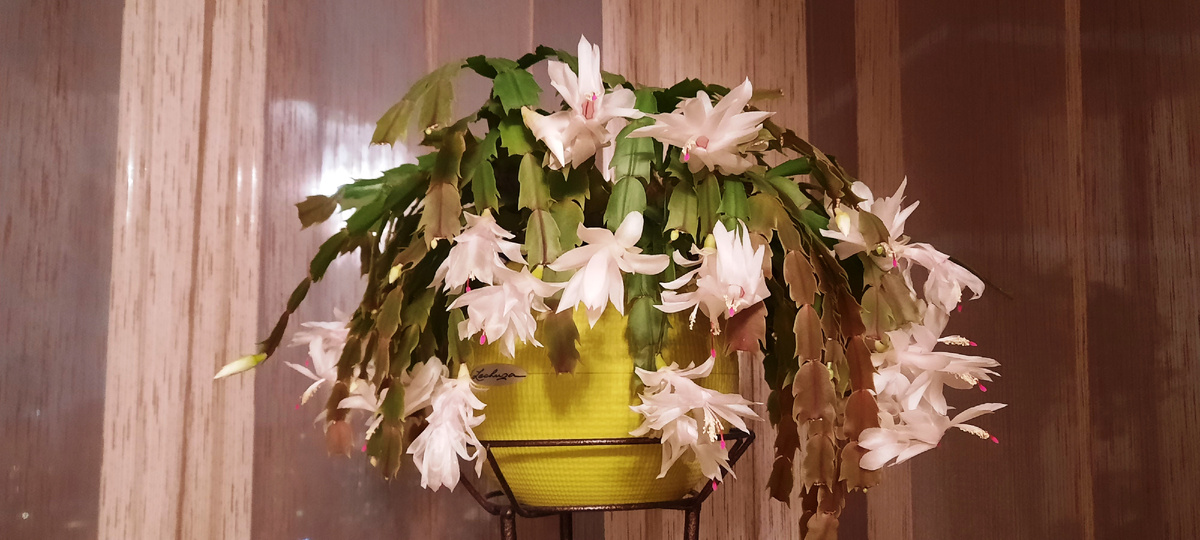 Фотография сделана 12 декабря 2024 года