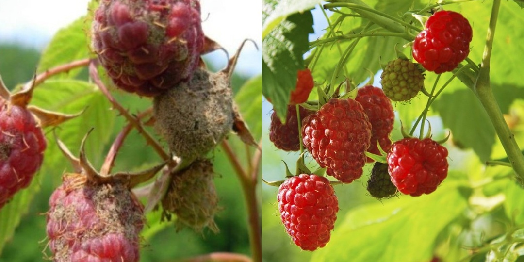 Спасаю малину от вредителей простым деревенским способом. 1 литр кипятка защищает куст на весь сезон