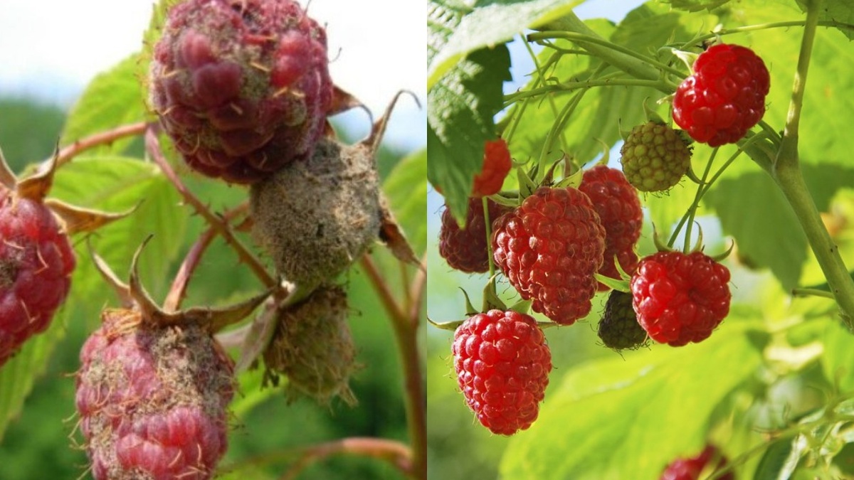 Разница между обработанным и необработанным растением через месяц после применения метода