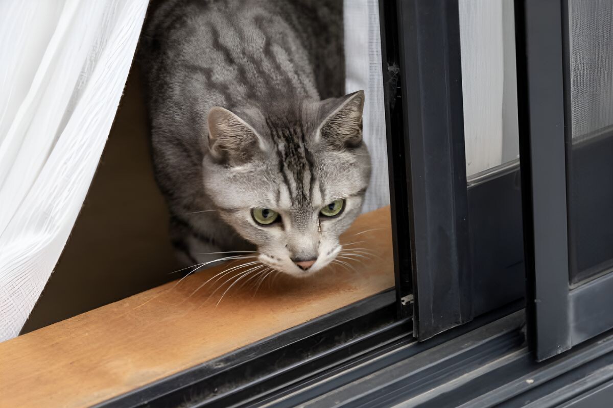Кошка в окне