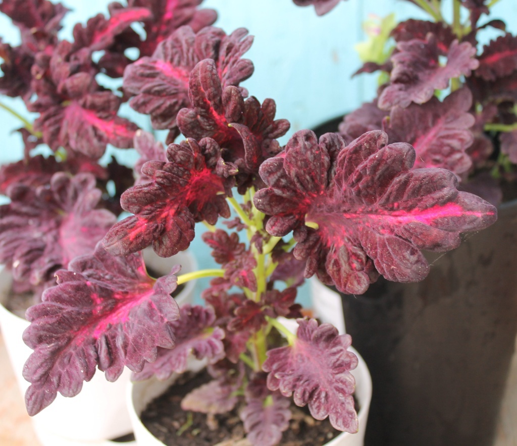 Колеус "Черный дракон" 