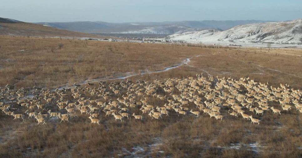    Фото: Пресс-служба Сохондинского заповедника