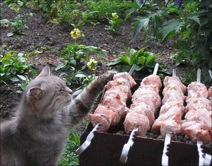 Звёздный час...